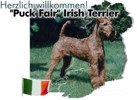 Puck Fair Irishterrier
