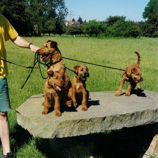 Welpen BWurf Puck Fair Irishterrier